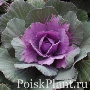 Капуста декоративная Tokyo Pink