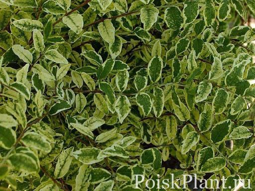 Снежноягодник округлый Foliis Variegatis