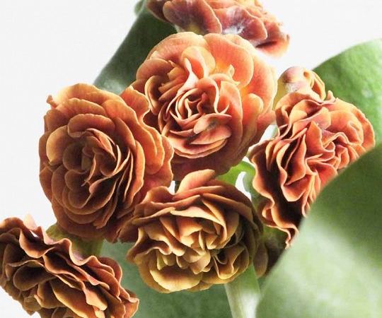 Примула ушковая Baltic Amber