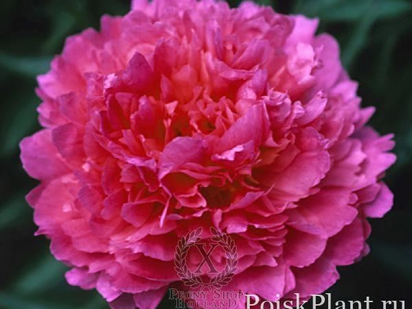 Пион травянистый Fragrant Pink Imp