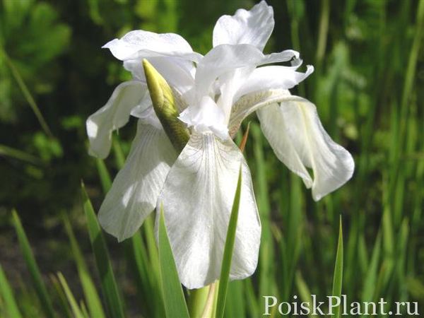 Ирис сибирский Weiss