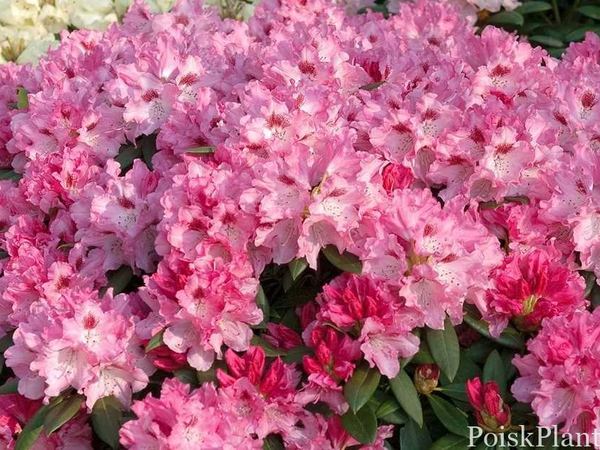 Рододендрон якушиманский Бад Звишенахн