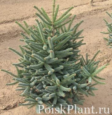 Пихта испанская Glauca