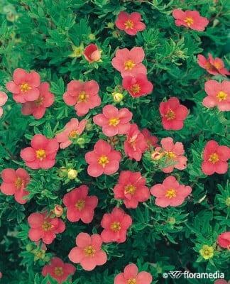 Лапчатка кустарниковая Lovely Pink