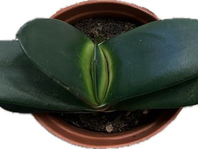 Гастералое коротколистная Бэйери