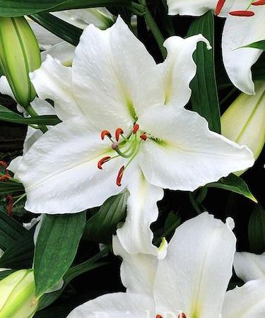 Лилия восточная Crystal Blanca