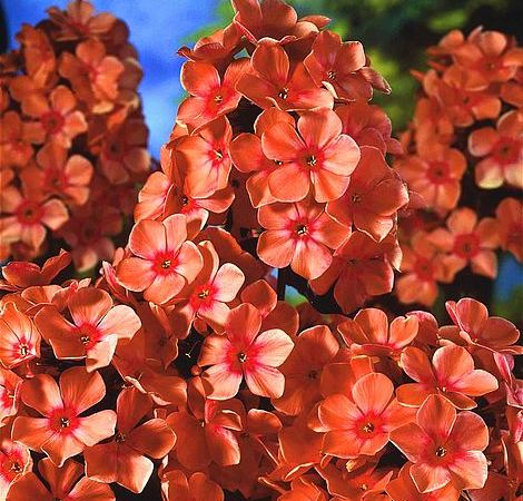 Флокс метельчатый Orange Perfection