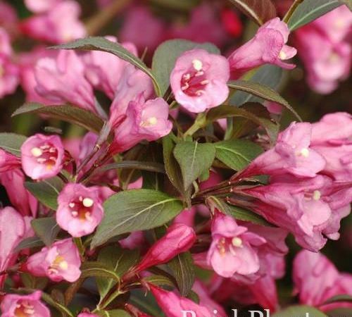 Вейгела цветущая Nana Purpurea