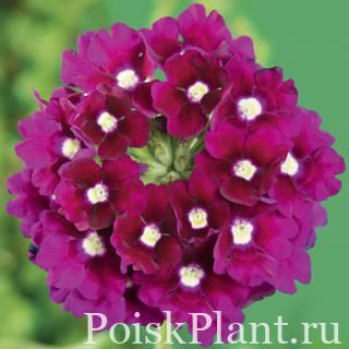 Вербена гибридная Lanai Royal Purple with Eye