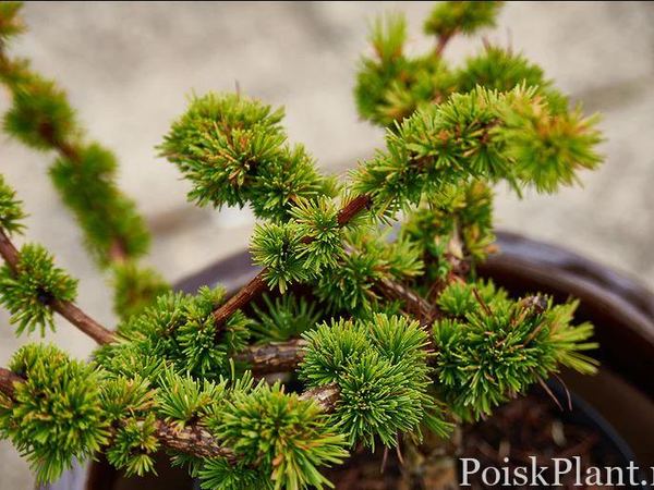 Лиственница европейская Krejci Bont