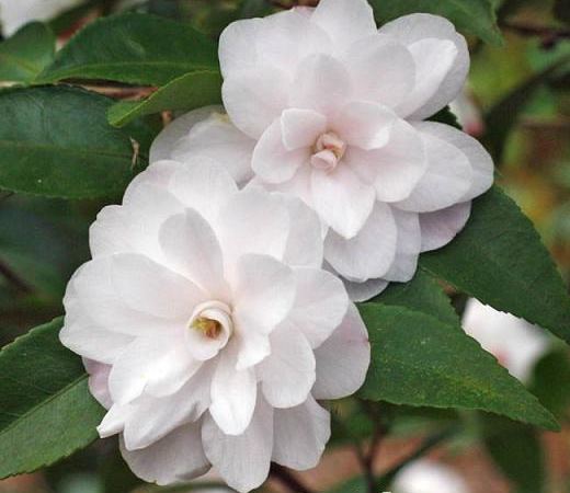 Камелия японская Cinnamon Cindy