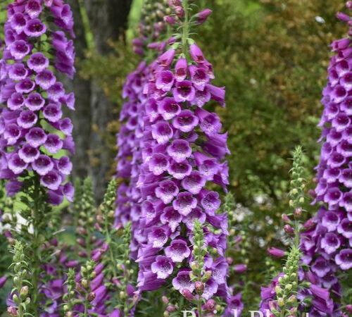Наперстянка пурпурная Dalmatian Purple