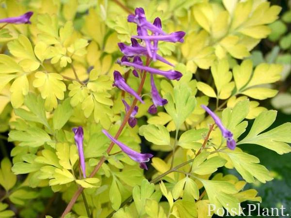 Хохлатка симиененсис Berry Exciting