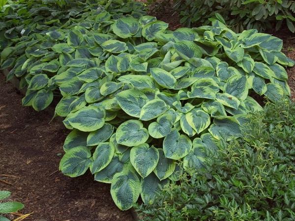 Хоста гибридная Tokudama Flavocircinalis