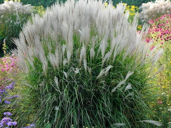 Мискантус китайский Kleine Silberspinne