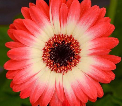 Гербера Джемсона Revolution Bicolor Red Lemon