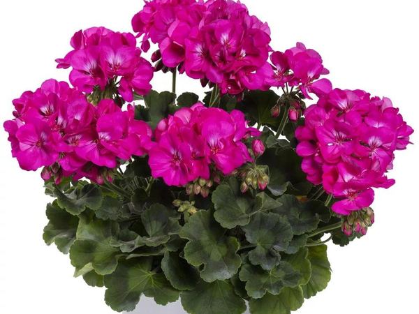 Пеларгония межвидовая TWOinONE Violet
