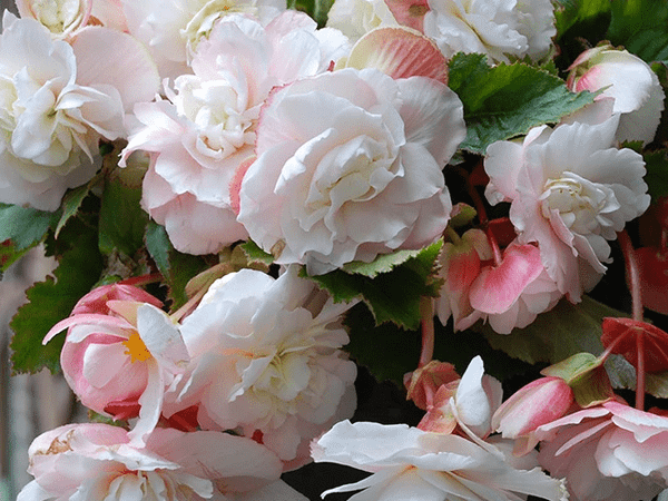 Бегония клубневая Cascade Odorosa White Blush