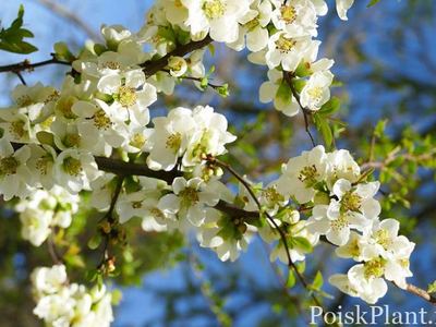 Айва прекрасная Нивалис