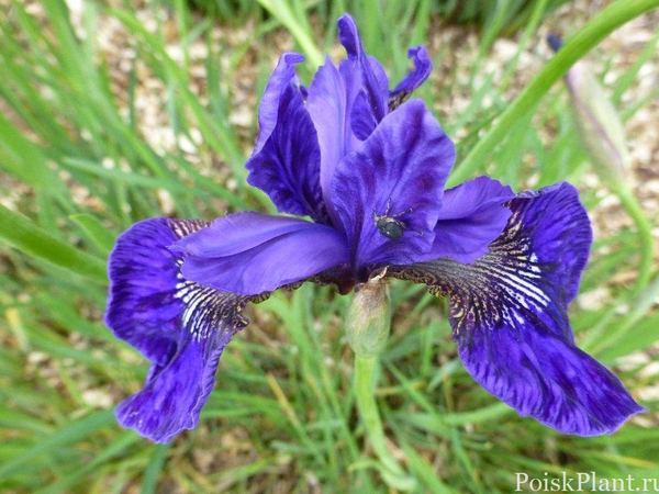 Ирис сибирский Early Blue Bird