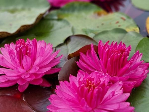 Нимфея гибридная Fuchsia Pom Pom