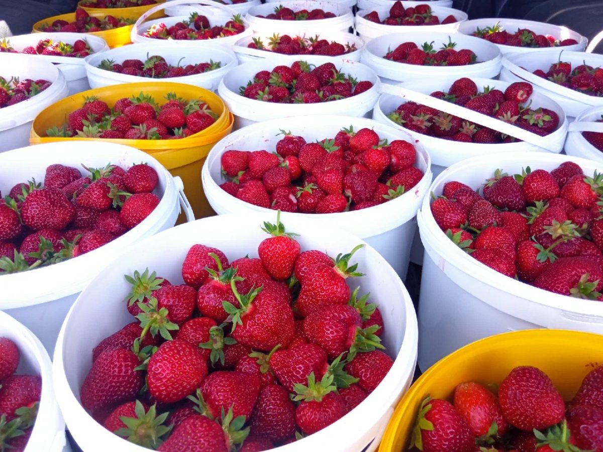 Berry Store (Клубничная ферма Борисовых)