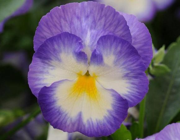 Виола рогатая Halo Lilac