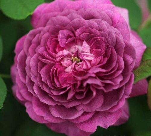 Роза гибридная perpetual Reine des Violettes