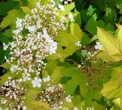 Калина обыкновенная Парк Харвест