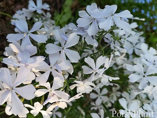 Флокс растопыренный May Breeze