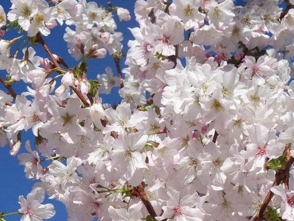 Слива ниппонская Бриллант