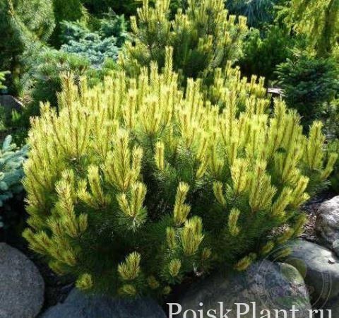 Сосна горная Albospicata Domschke