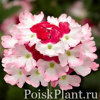Вербена гибридная Lanai Twister Red