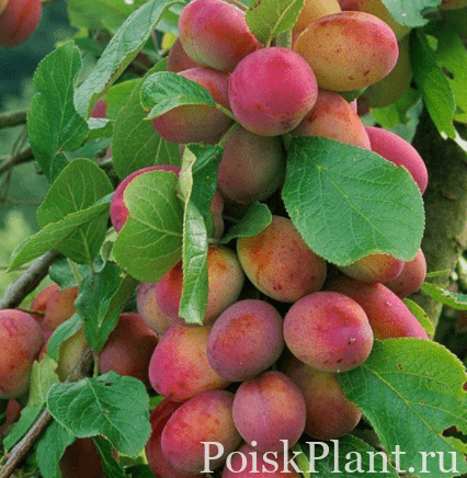 Слива домашняя Персиковэйа