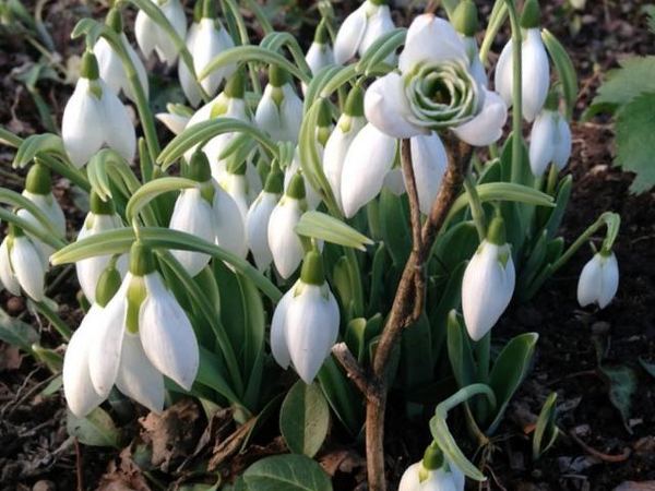 Подснежник элвиса Faringdon Double