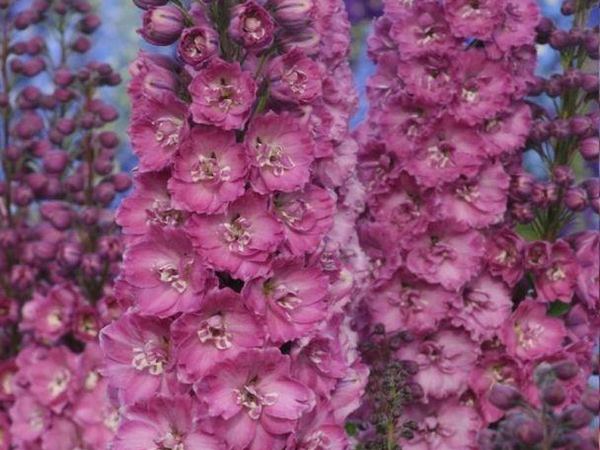 Дельфиниум гибридный Delphi's Pink Power