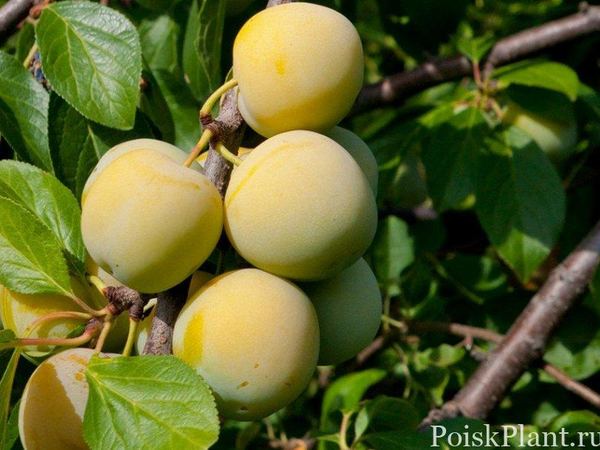 Слива домашняя Ренклод ранний