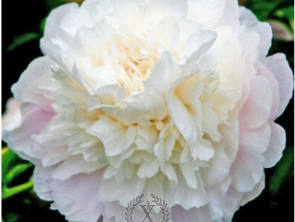 Пион травянистый Camellia White