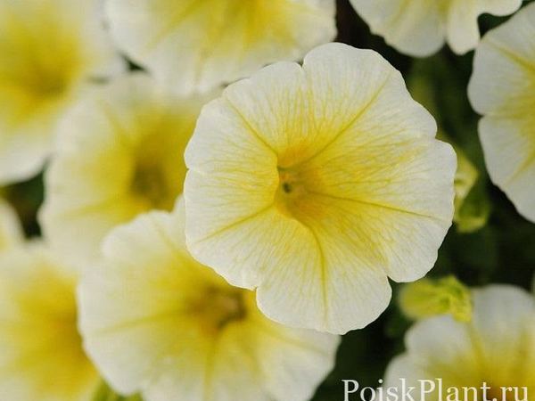 Петуния гибридная Shock Wave Yellow