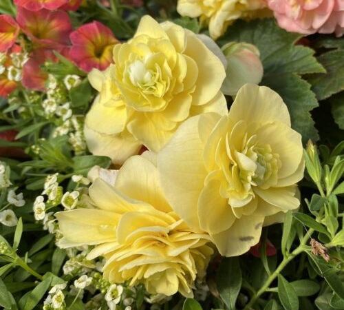Бегония клубневая Double Delight Primrose