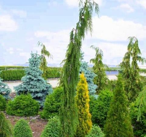 Кипарисовик нутканский Стрикт Випинг