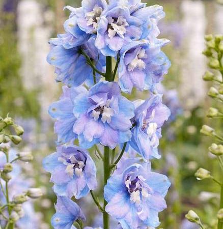 Дельфиниум гибридный Guardian Lavandula