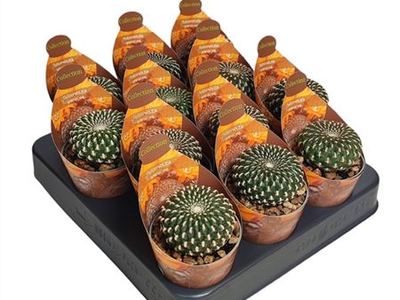 Сулкоребутия песчаная