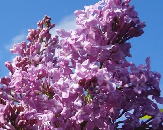 Сирень гиацинтовая Lavander Lady