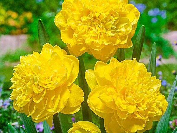 Нарцисс гибридный Eastertide