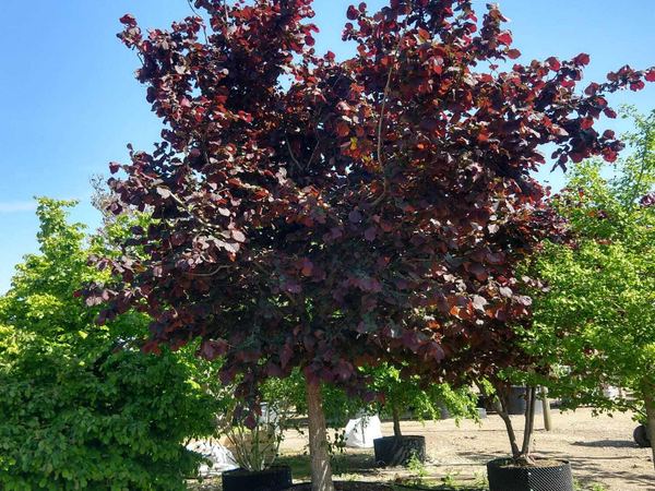 Лещина крупная Purpurea