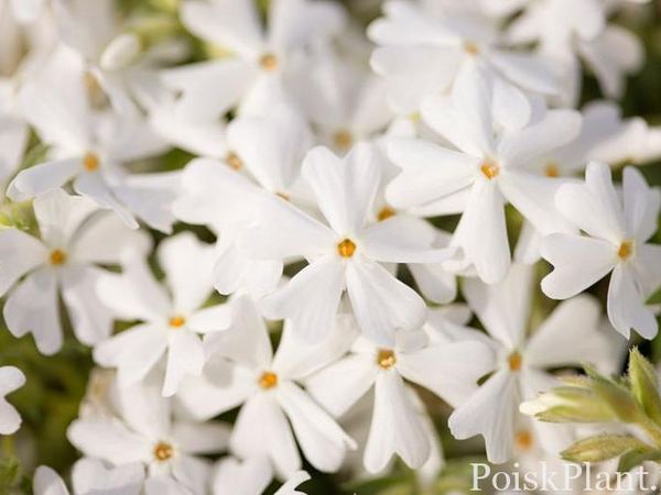 Флокс шиловидный Snowflake