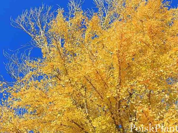 Гинкго билоба Autumn Gold