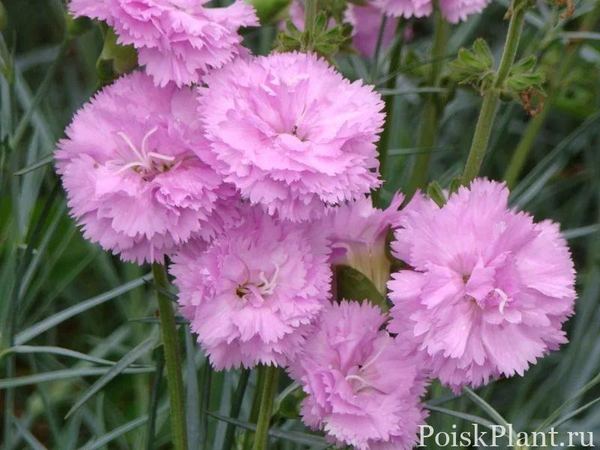Гвоздика перистая Double Rose