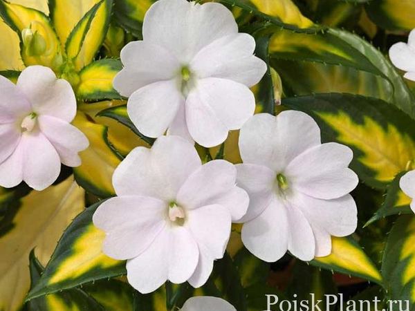 Бальзамин новогвинейский Sunpatiens Spreading Variegated White